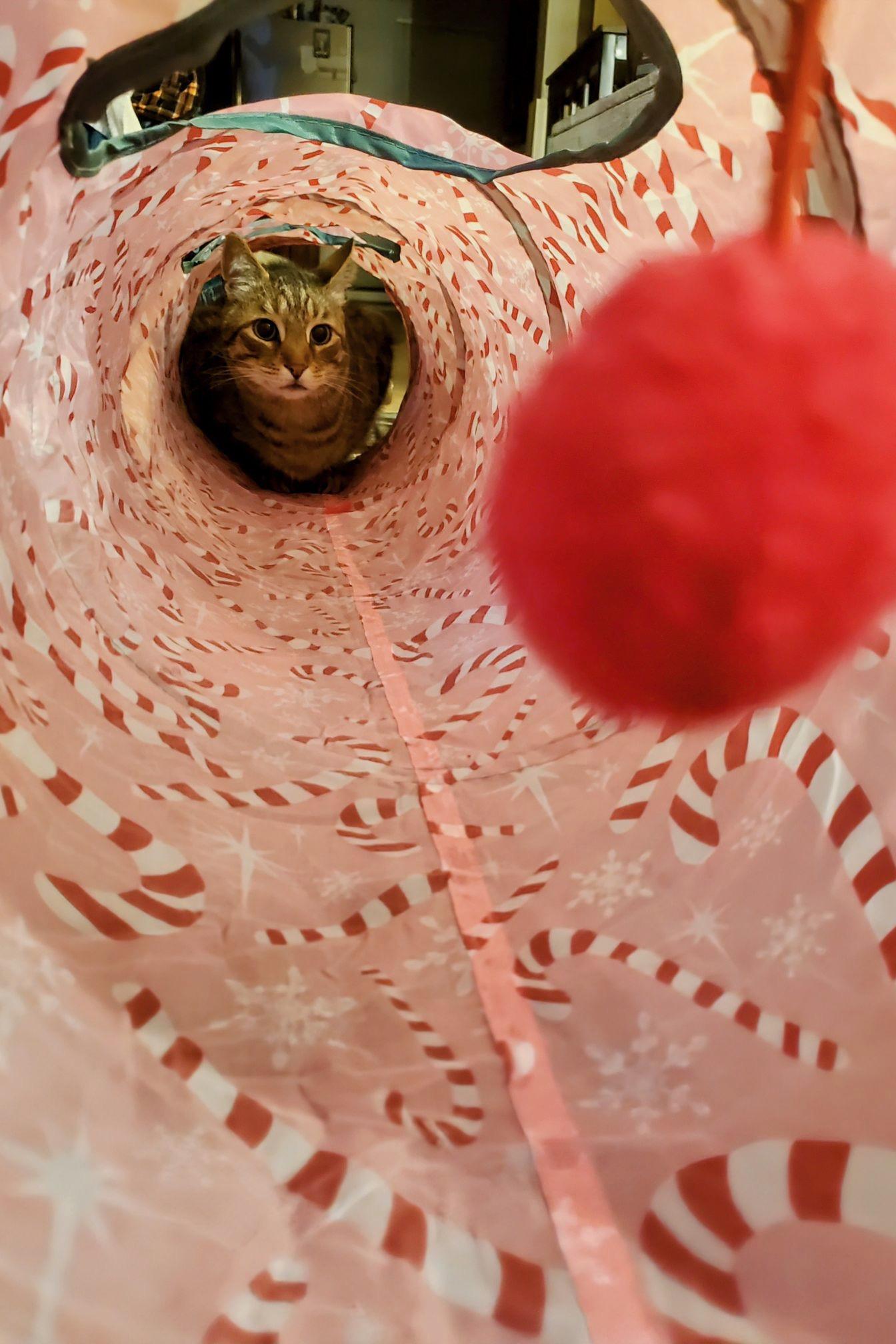 Enlarge Reggie, a hold American Shorthair in Norwood, MA image 6/6