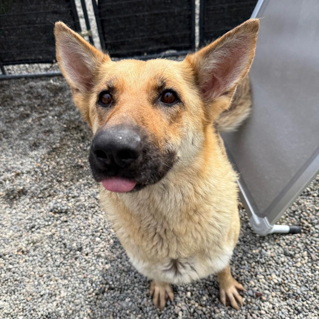 Dana, Adoptable, Adult Female German Shepherd Dog.