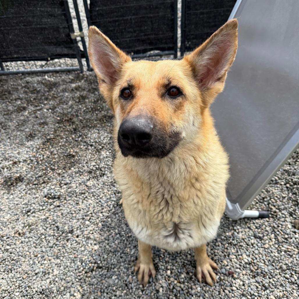 Enlarge Dana, a Adoptable German Shepherd Dog in Tacoma, WA image 3/4