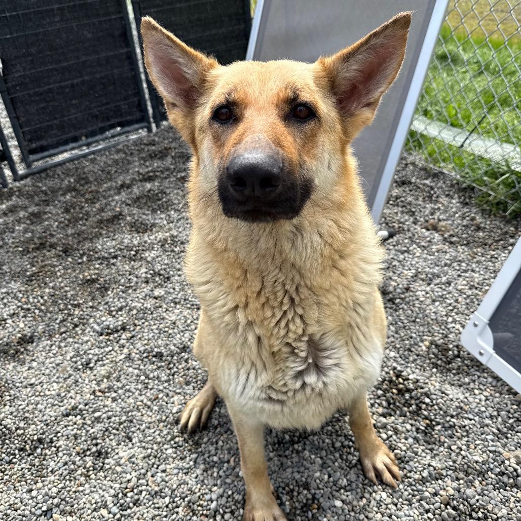 Enlarge Dana, a Adoptable German Shepherd Dog in Tacoma, WA image 4/4