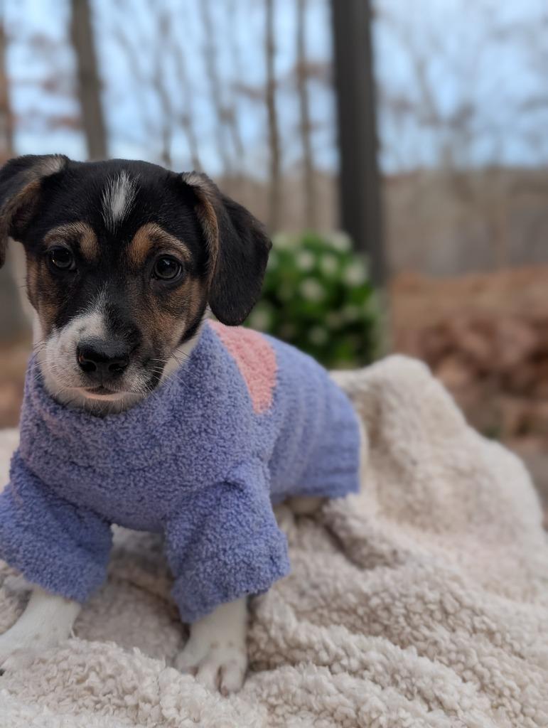 Enlarge Amanda, a Adoptable mixed breed in Fayetteville, AR image 1/5