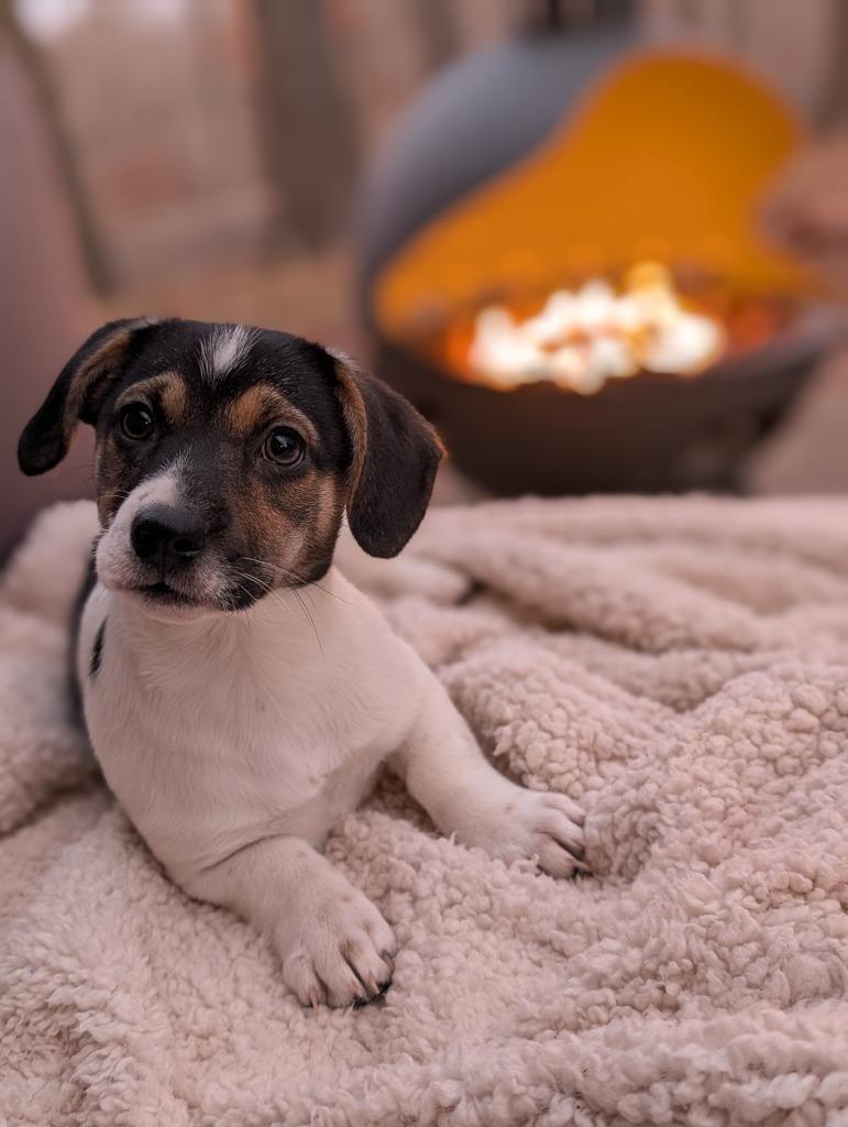 Enlarge Amanda, a Adoptable mixed breed in Fayetteville, AR image 2/5