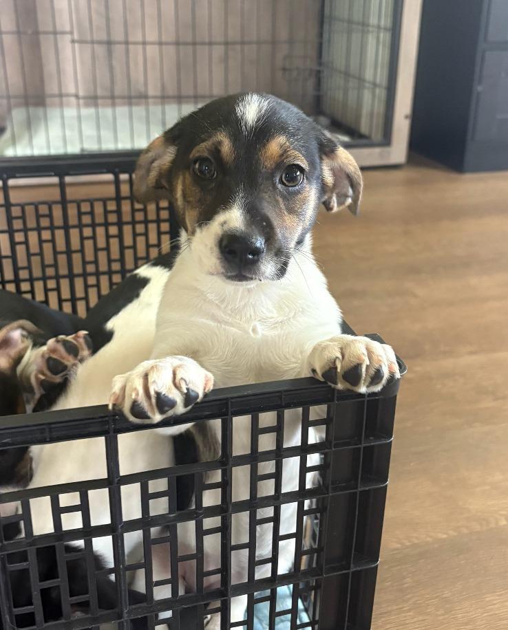 Enlarge Amanda, a Adoptable mixed breed in Fayetteville, AR image 3/5