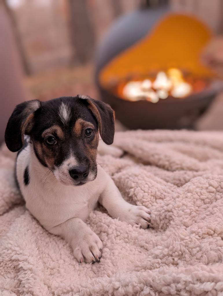 Enlarge Amanda, a Adoptable mixed breed in Fayetteville, AR image 4/5