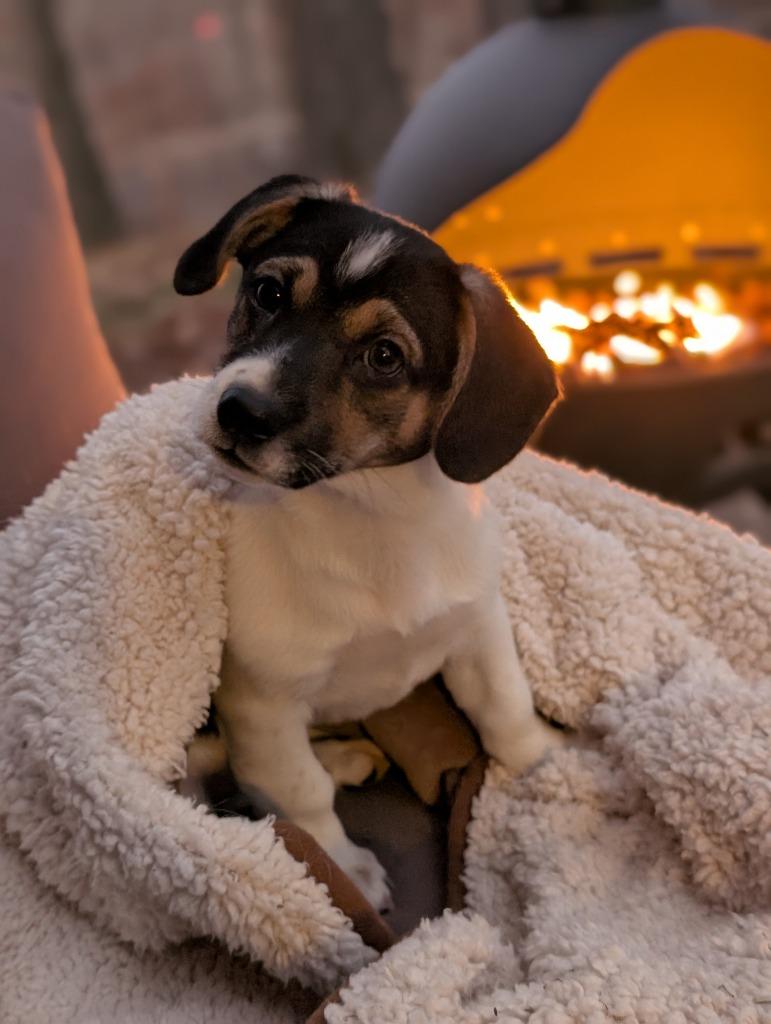 Enlarge Amanda, a Adoptable mixed breed in Fayetteville, AR image 5/5