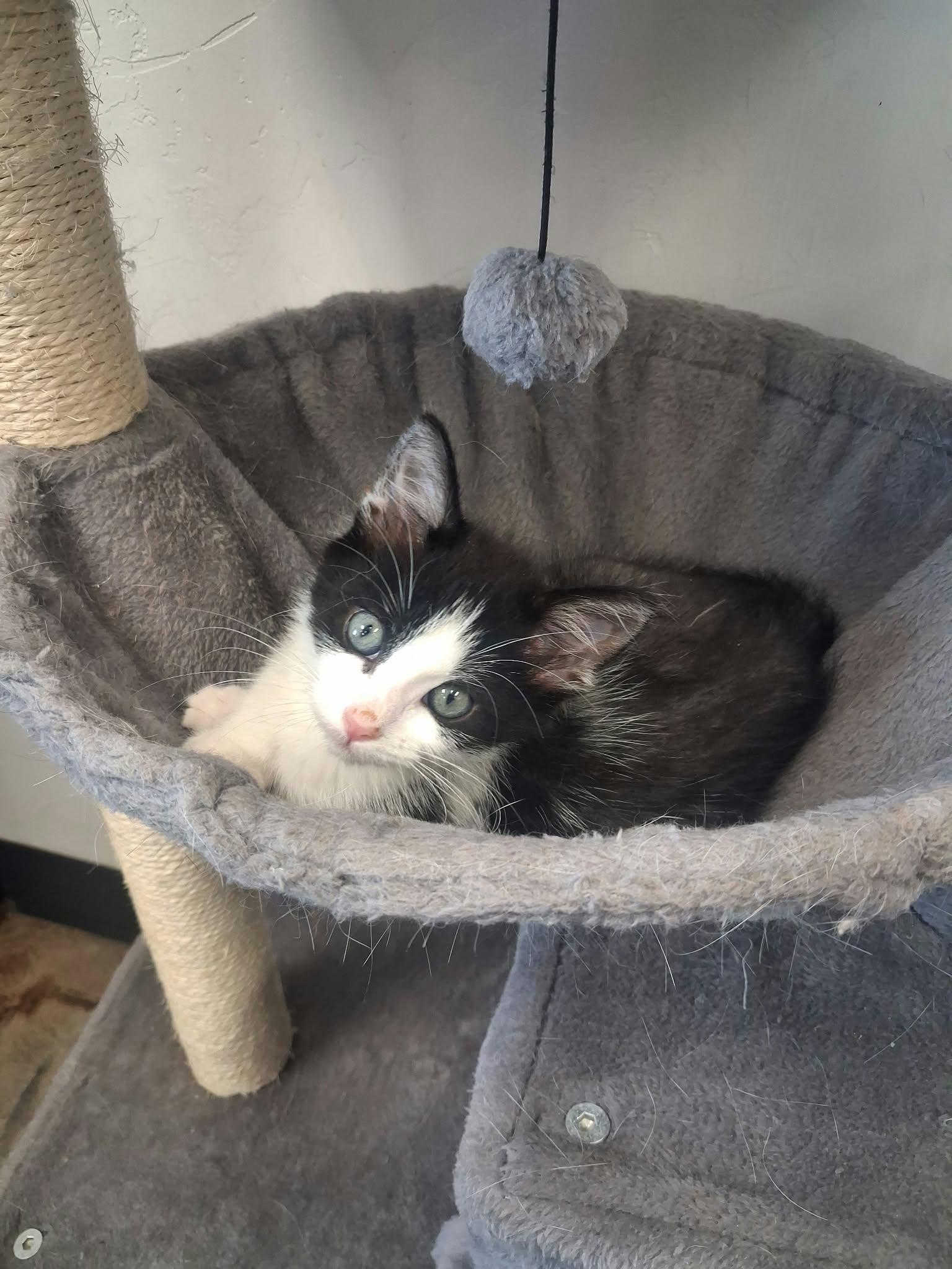 Enlarge Frank, a Adopted Domestic Medium Hair in Roosevelt, UT image 4/4