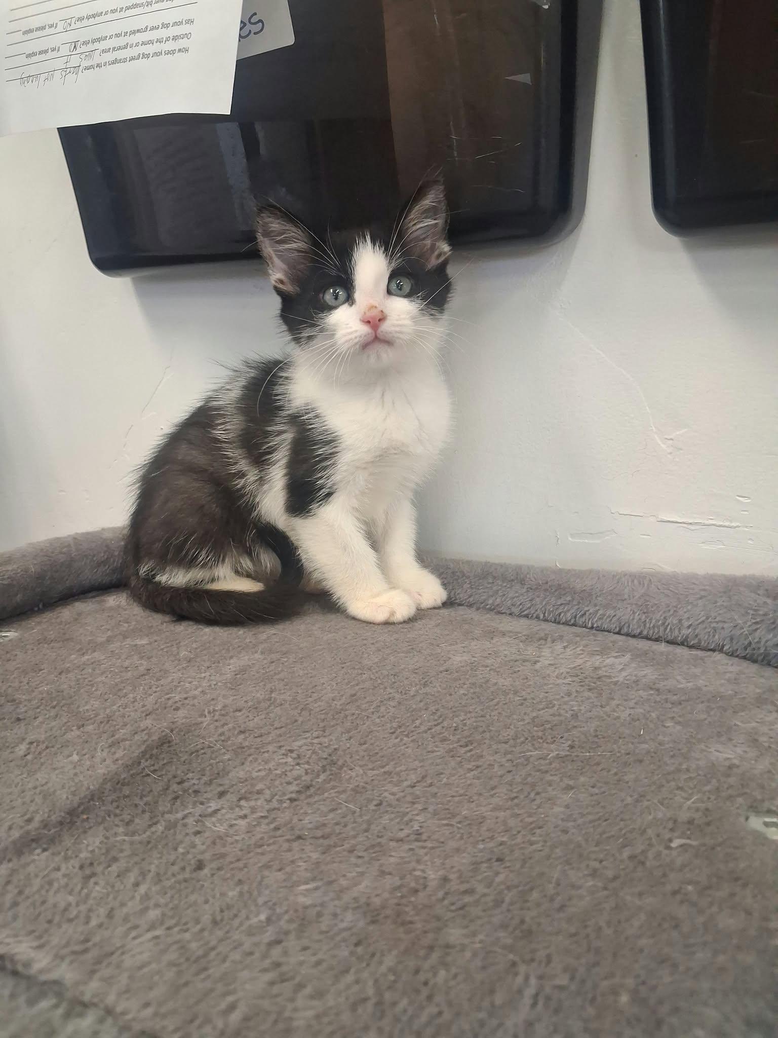 Enlarge Frank, a Adopted Domestic Medium Hair in Roosevelt, UT image 2/4