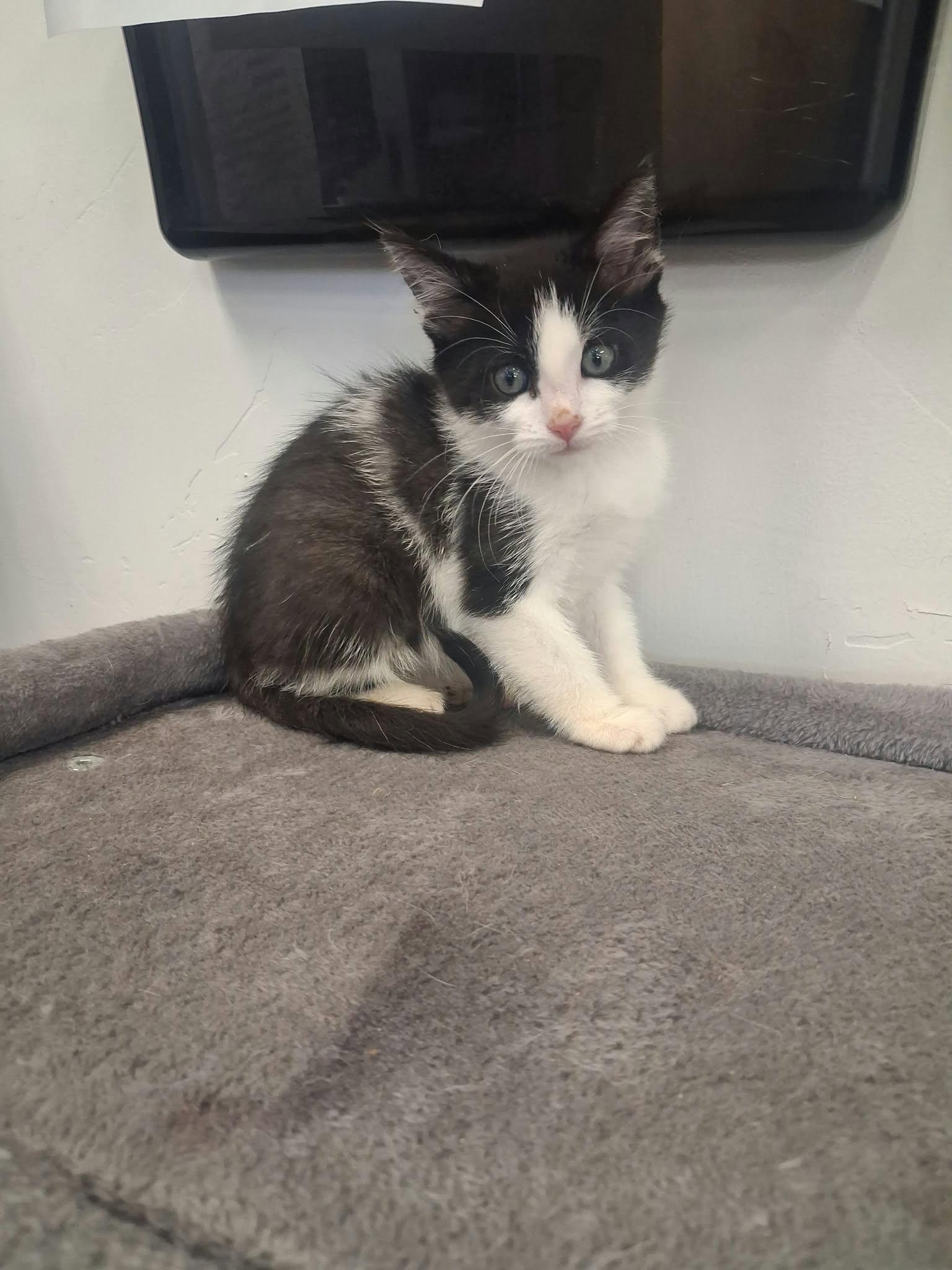Enlarge Frank, a Adopted Domestic Medium Hair in Roosevelt, UT image 1/4