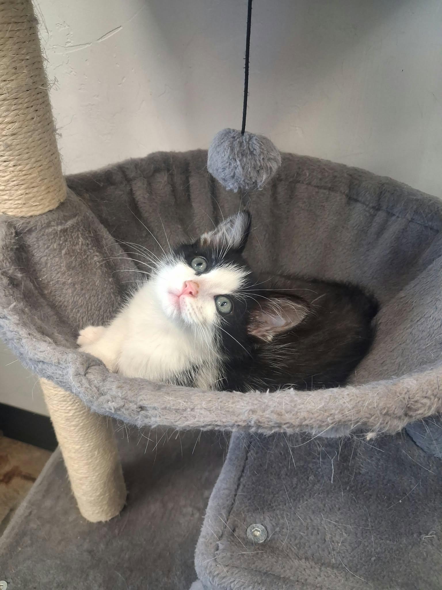 Enlarge Frank, a Adopted Domestic Medium Hair in Roosevelt, UT image 3/4