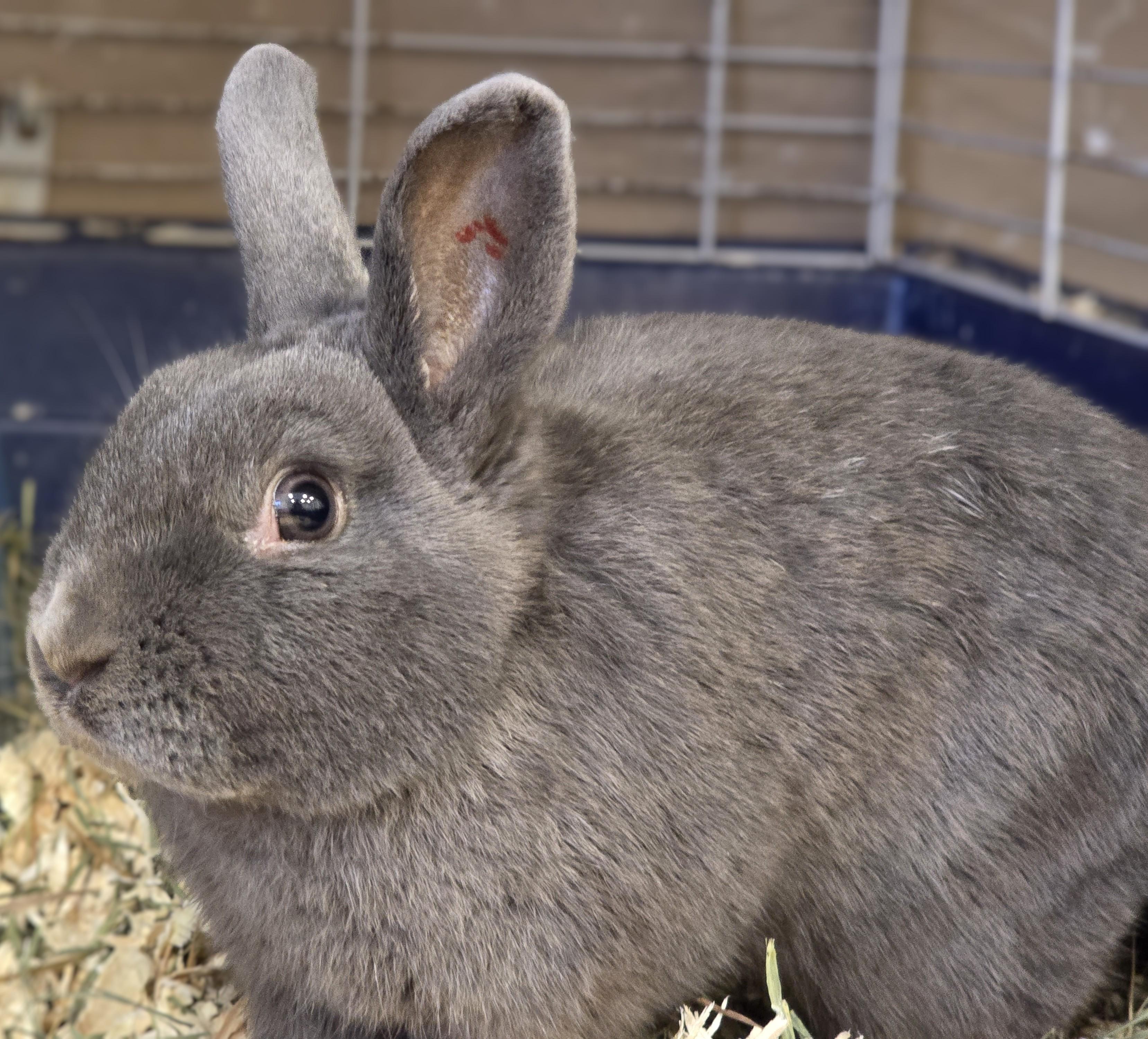 Enlarge -100 Meatball, a Adopted mixed breed in Amityville, NY image 2/4
