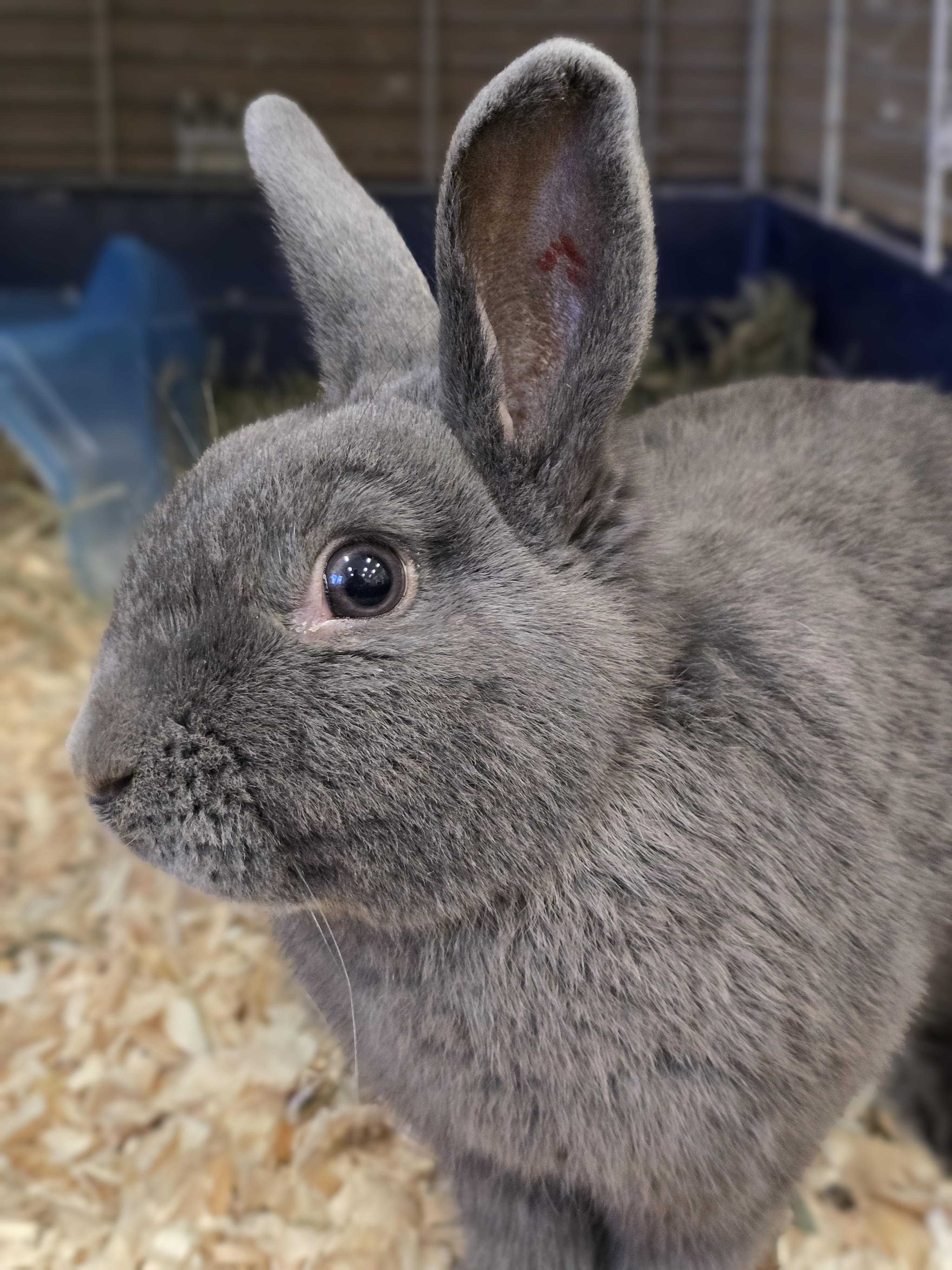 Enlarge -100 Meatball, a Adopted mixed breed in Amityville, NY image 3/4