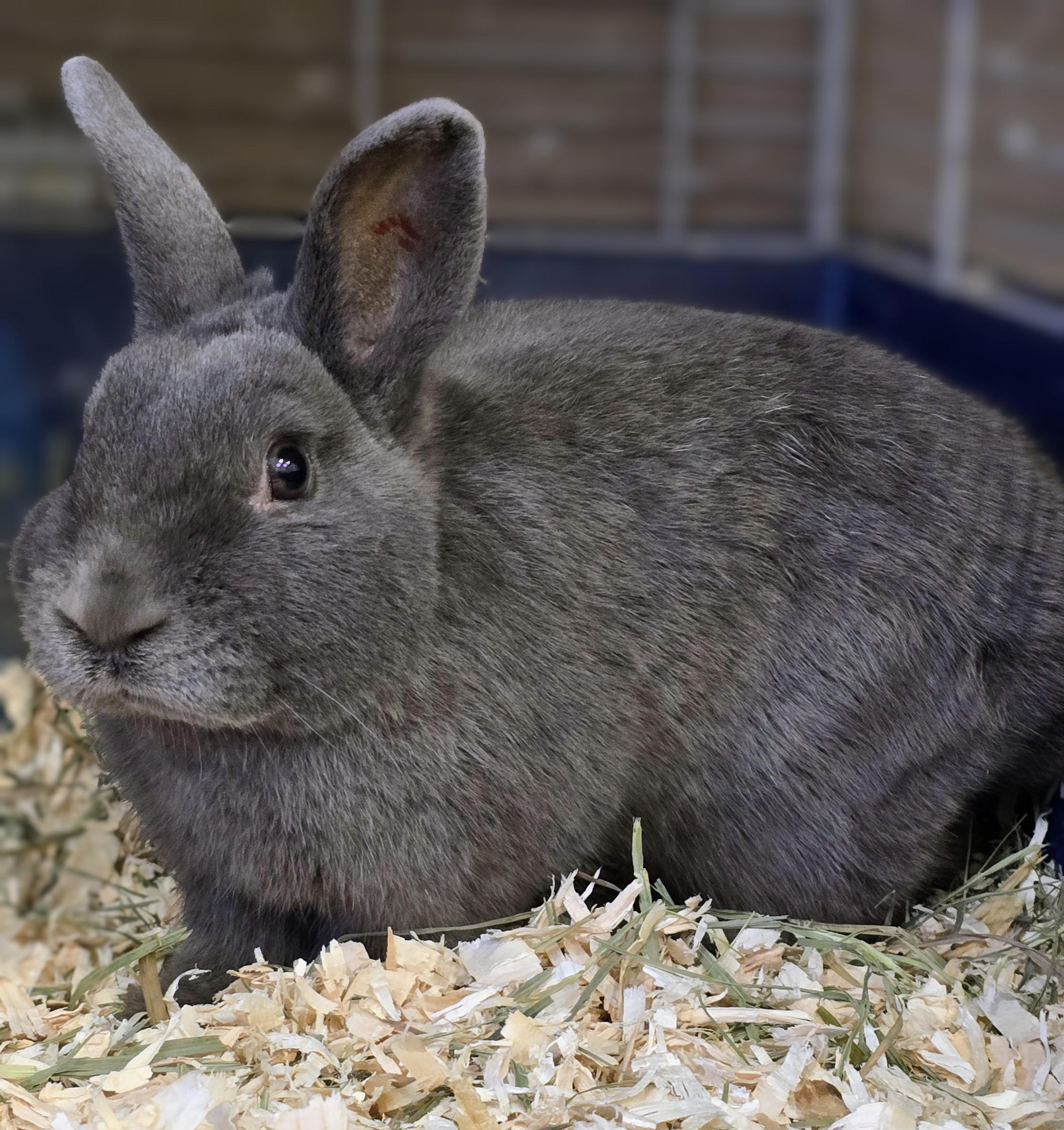 Enlarge -100 Meatball, a Adopted mixed breed in Amityville, NY image 4/4
