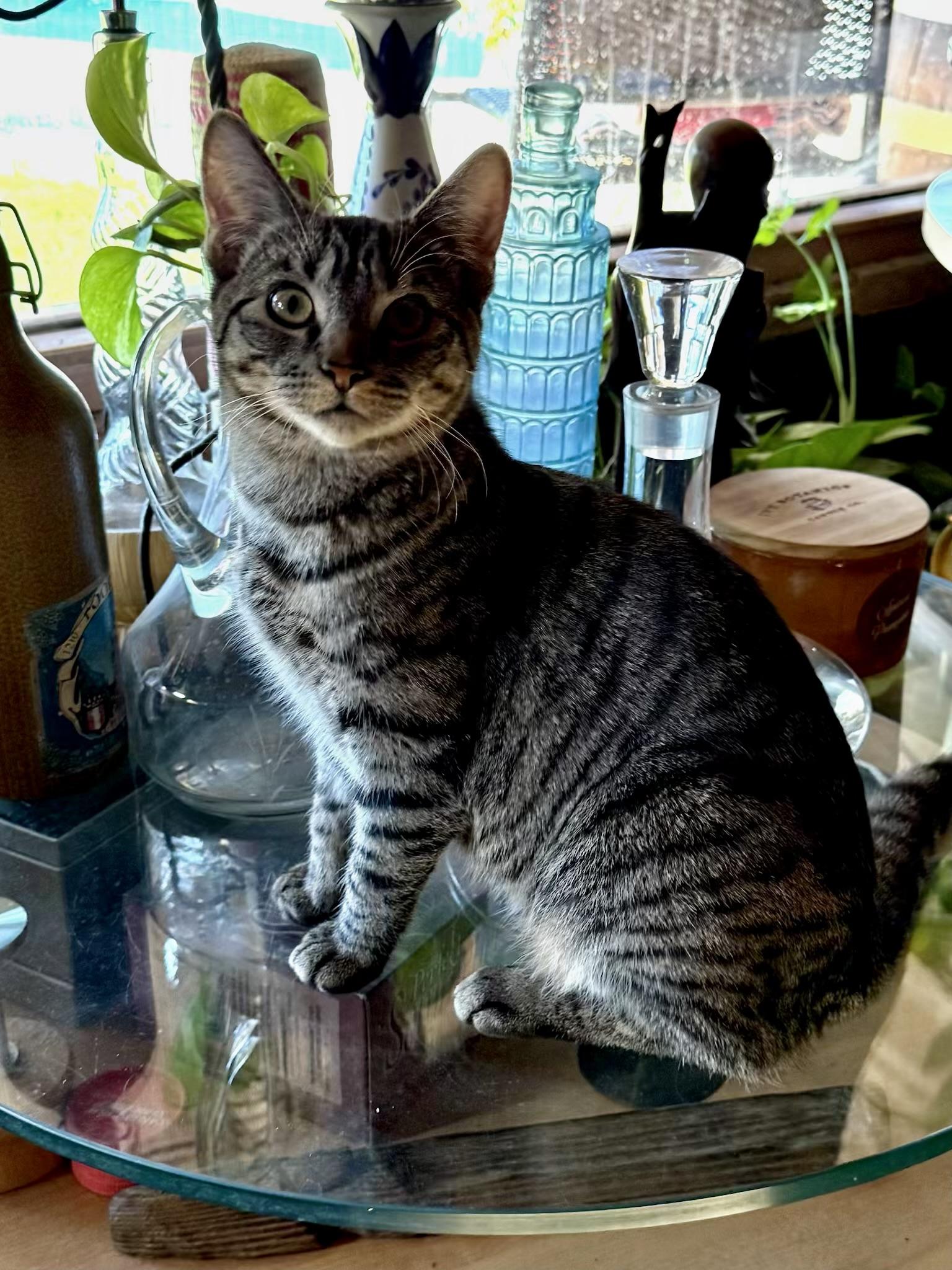 Lisa, Adopted, Kitten Female Domestic Short Hair.