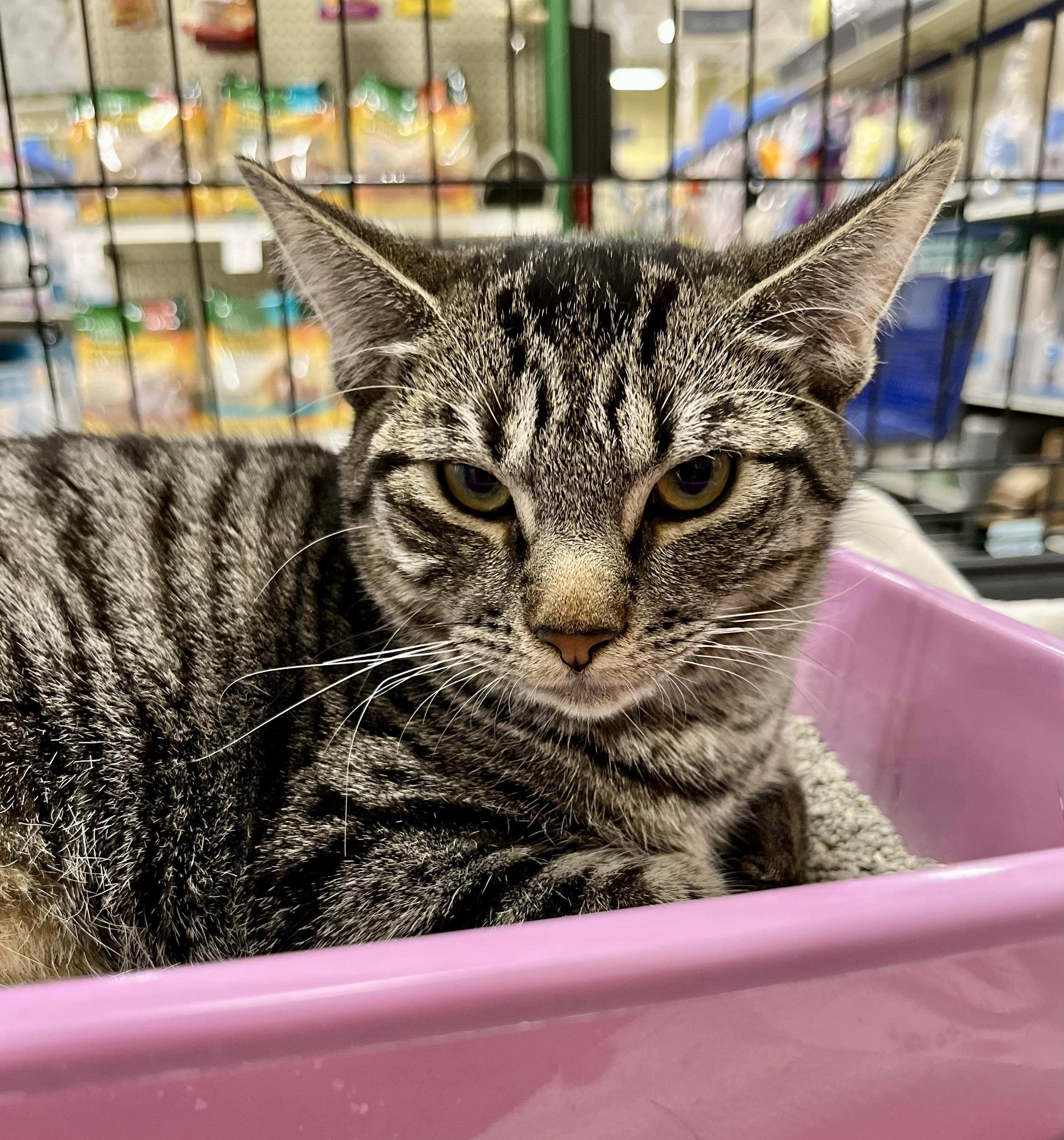 Lisa, a Adopted Domestic Short Hair in Las Vegas, NV image 2/2