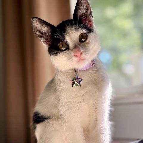 Ursula, Adoptable, Young Female Domestic Short Hair.