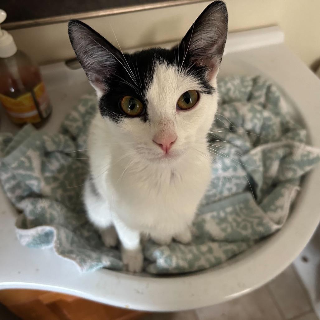 Enlarge Ursula, a Adoptable Domestic Short Hair in Charlotte, NC image 4/5