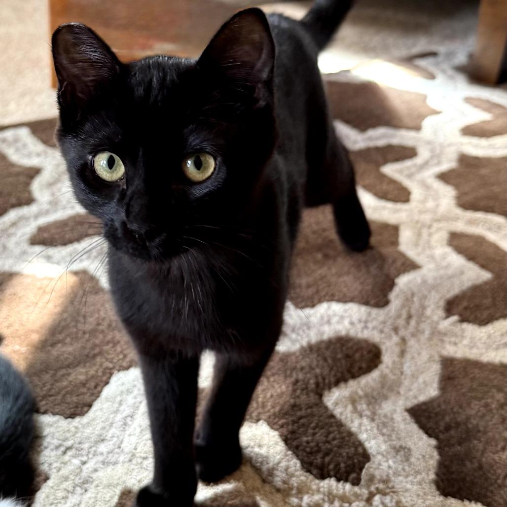 Dumpling, Adoptable, Young Female Domestic Short Hair.