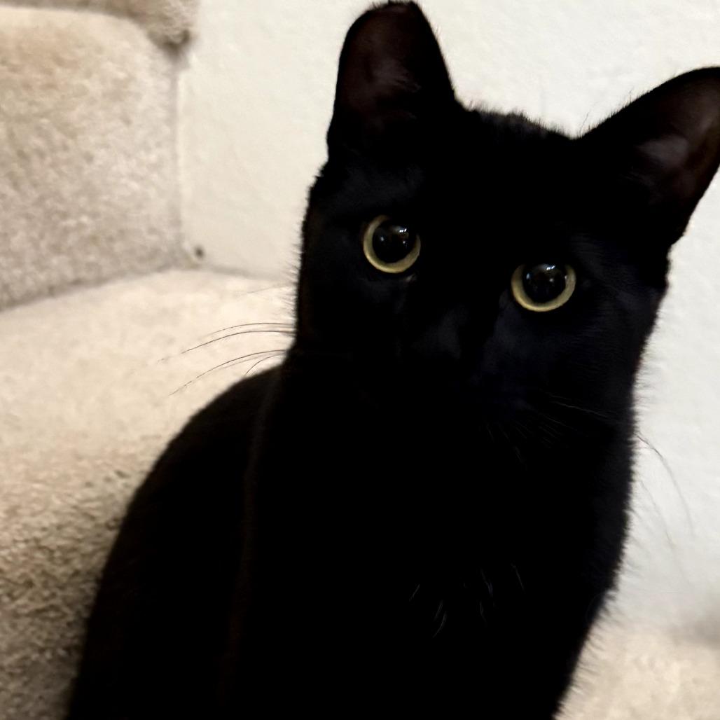 Enlarge Dumpling, a Adoptable Domestic Short Hair in Jacksonville, OR image 2/2