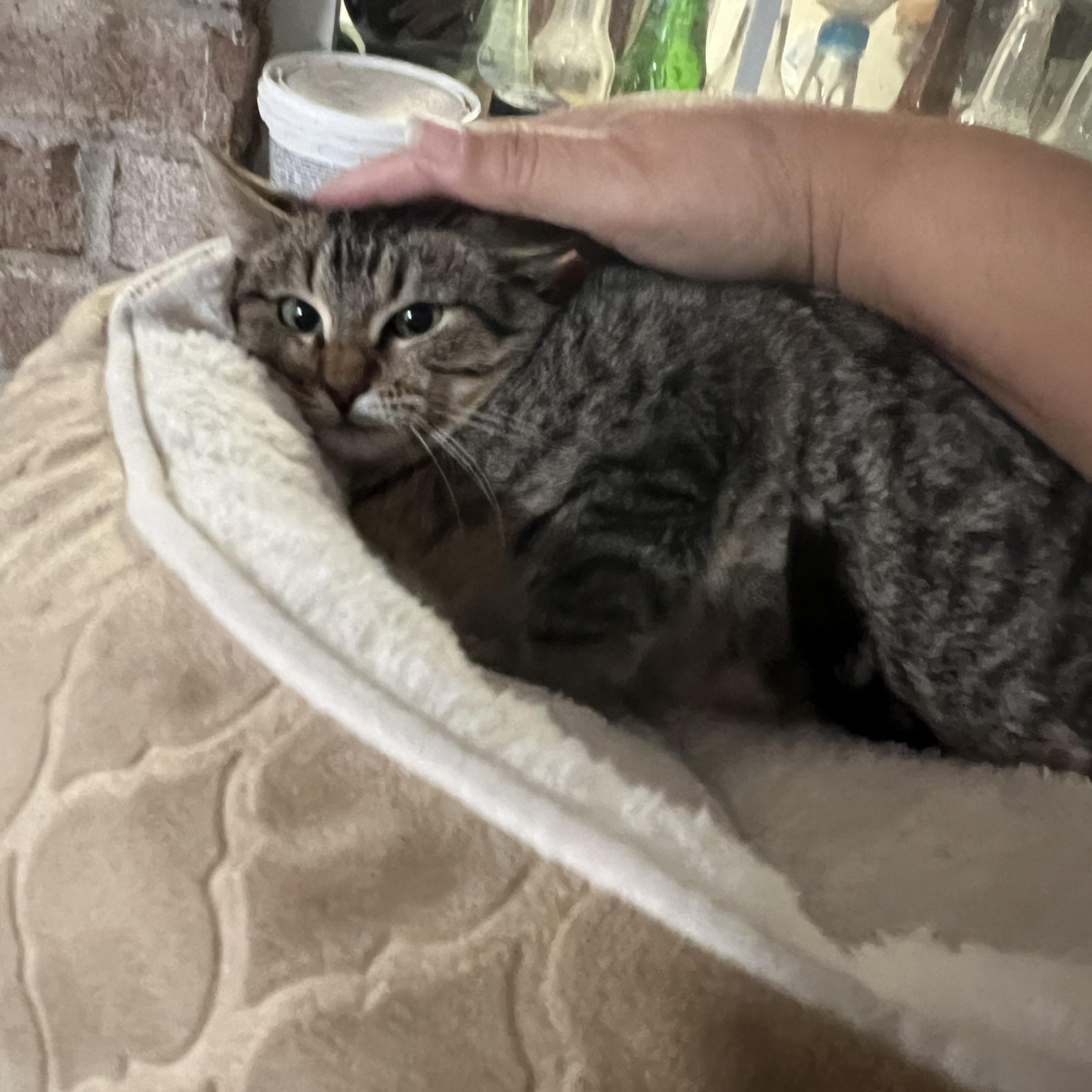 Enlarge William , a ADOPTABLE Domestic Short Hair in Orange Beach, AL image 1/2