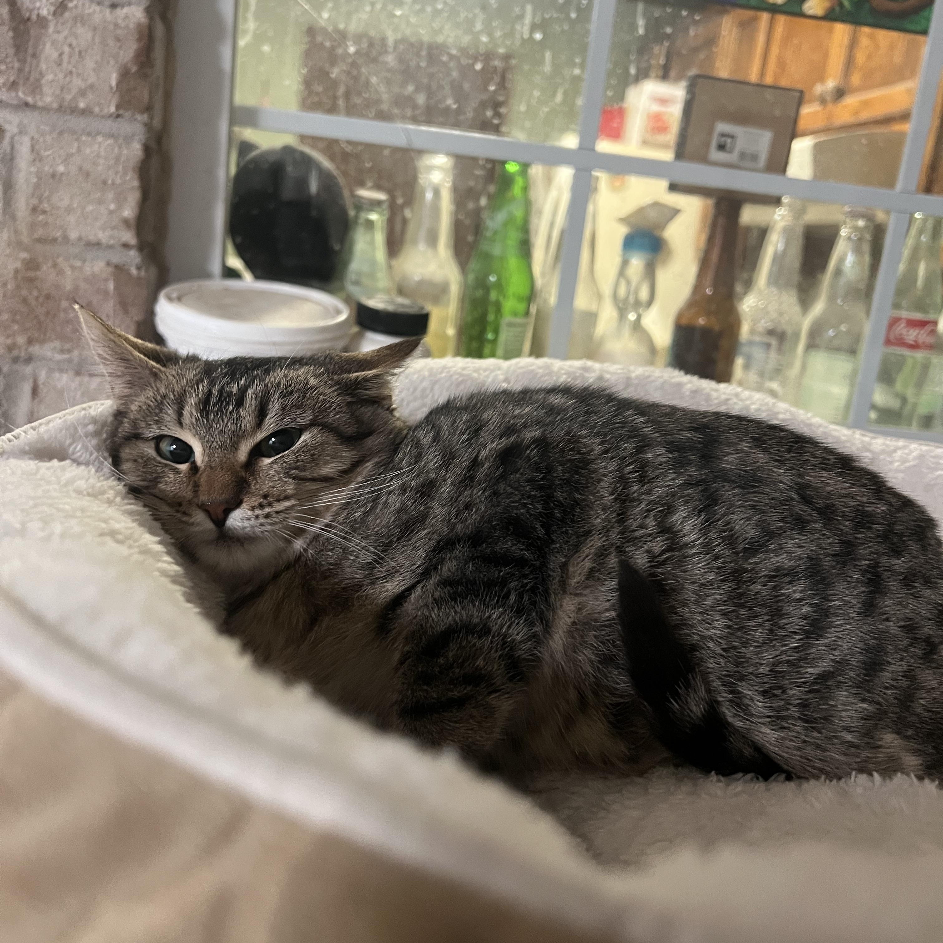 Enlarge William , a ADOPTABLE Domestic Short Hair in Orange Beach, AL image 2/2