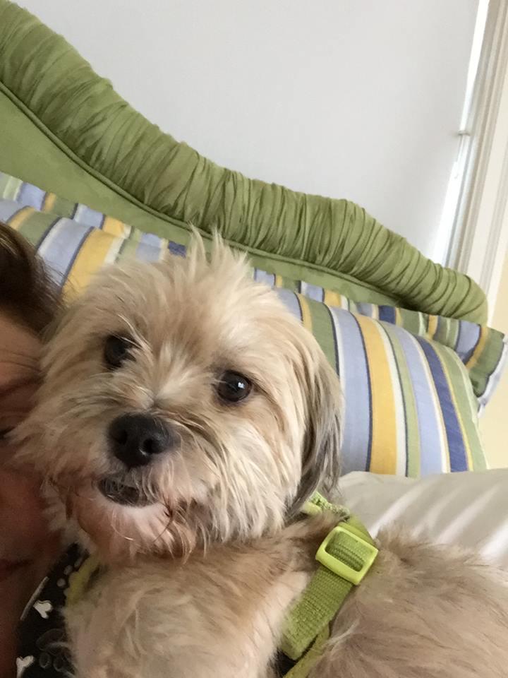 Noel, Adopted, Adult Female Terrier.