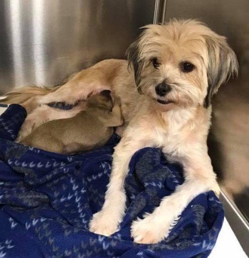 Enlarge Noel, a Adopted Terrier in Pompano Beach, FL image 2/3