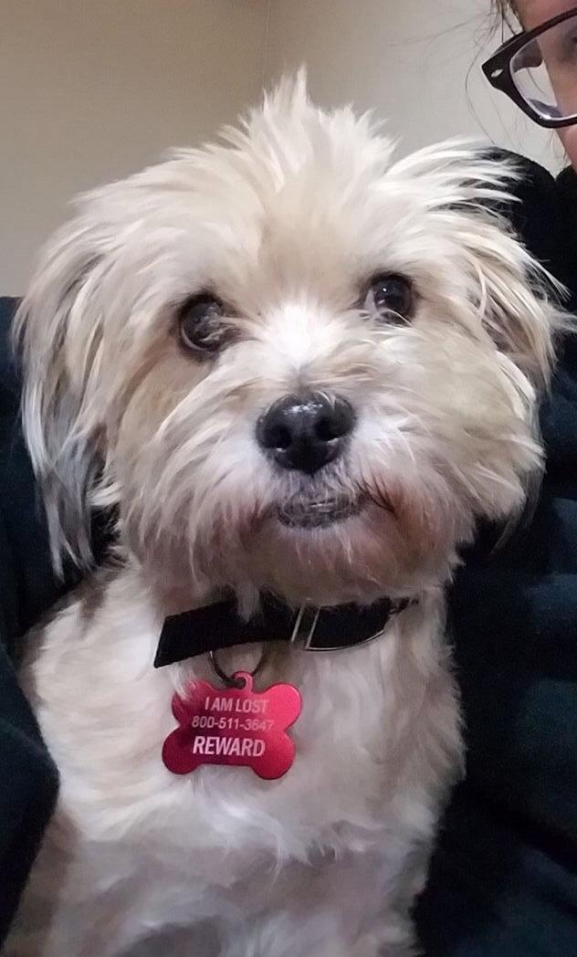 Enlarge Noel, a Adopted Terrier in Pompano Beach, FL image 3/3