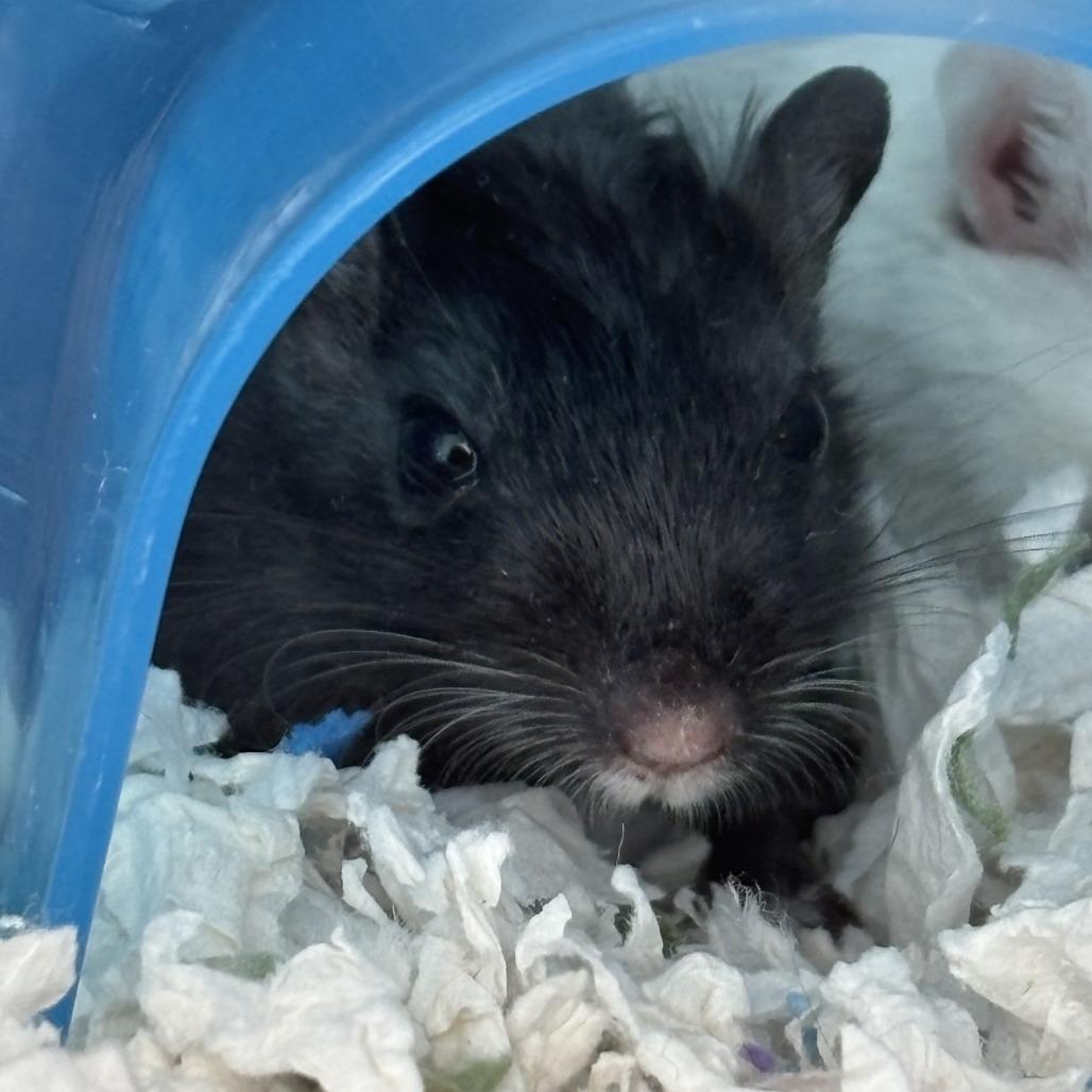 Enlarge Amethyst, a Adoptable Gerbil in West Des Moines, IA image 1/1