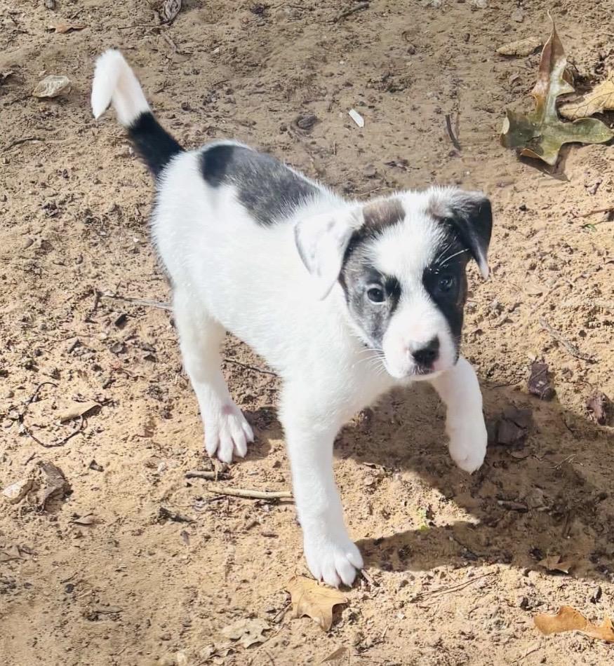 Enlarge Willie, a Adoptable mixed breed in Pelham, NH image 5/6