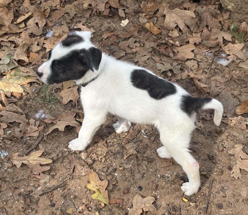 Enlarge Willie, a Adoptable mixed breed in Pelham, NH image 6/6