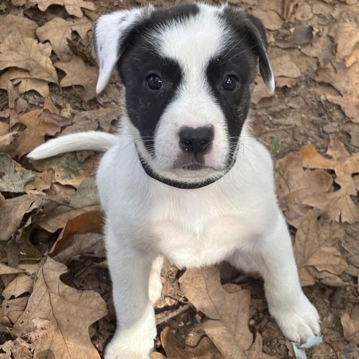 Enlarge Willie, a Adoptable mixed breed in Pelham, NH image 1/6