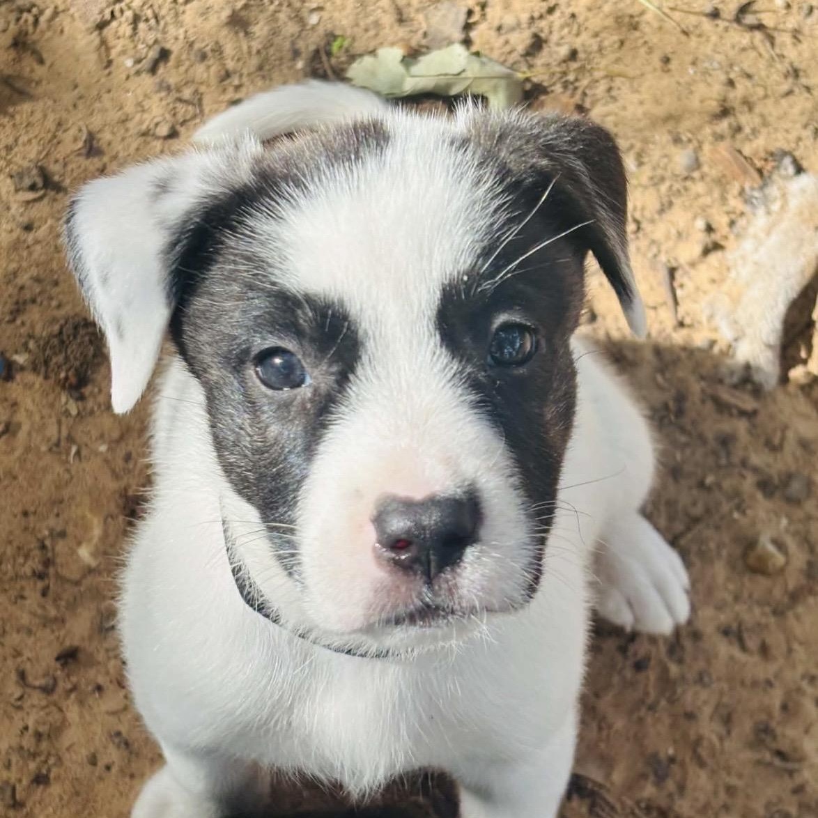 Enlarge Willie, a Adoptable mixed breed in Pelham, NH image 2/6