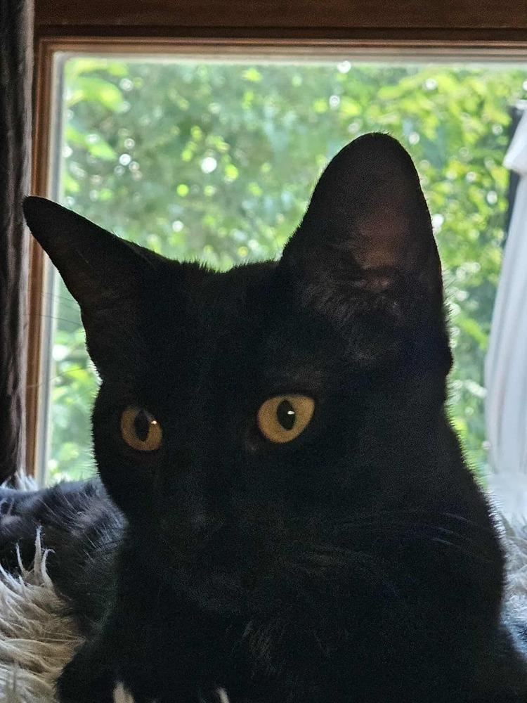 Dahlia Shipman, Adoptable, Kitten Female Domestic Short Hair.