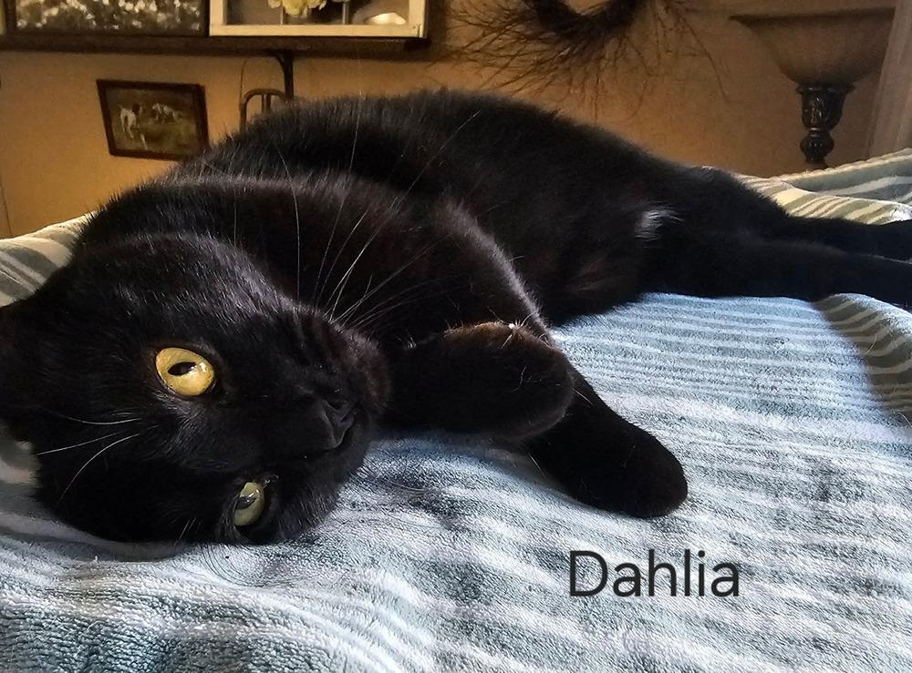 Dahlia Shipman, a Adoptable Domestic Short Hair in Peoria, IL image 2/2