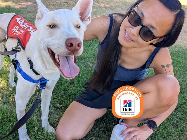 Enlarge SUMMIT, a Adoptable mixed breed in Phoenix, AZ image 1/1