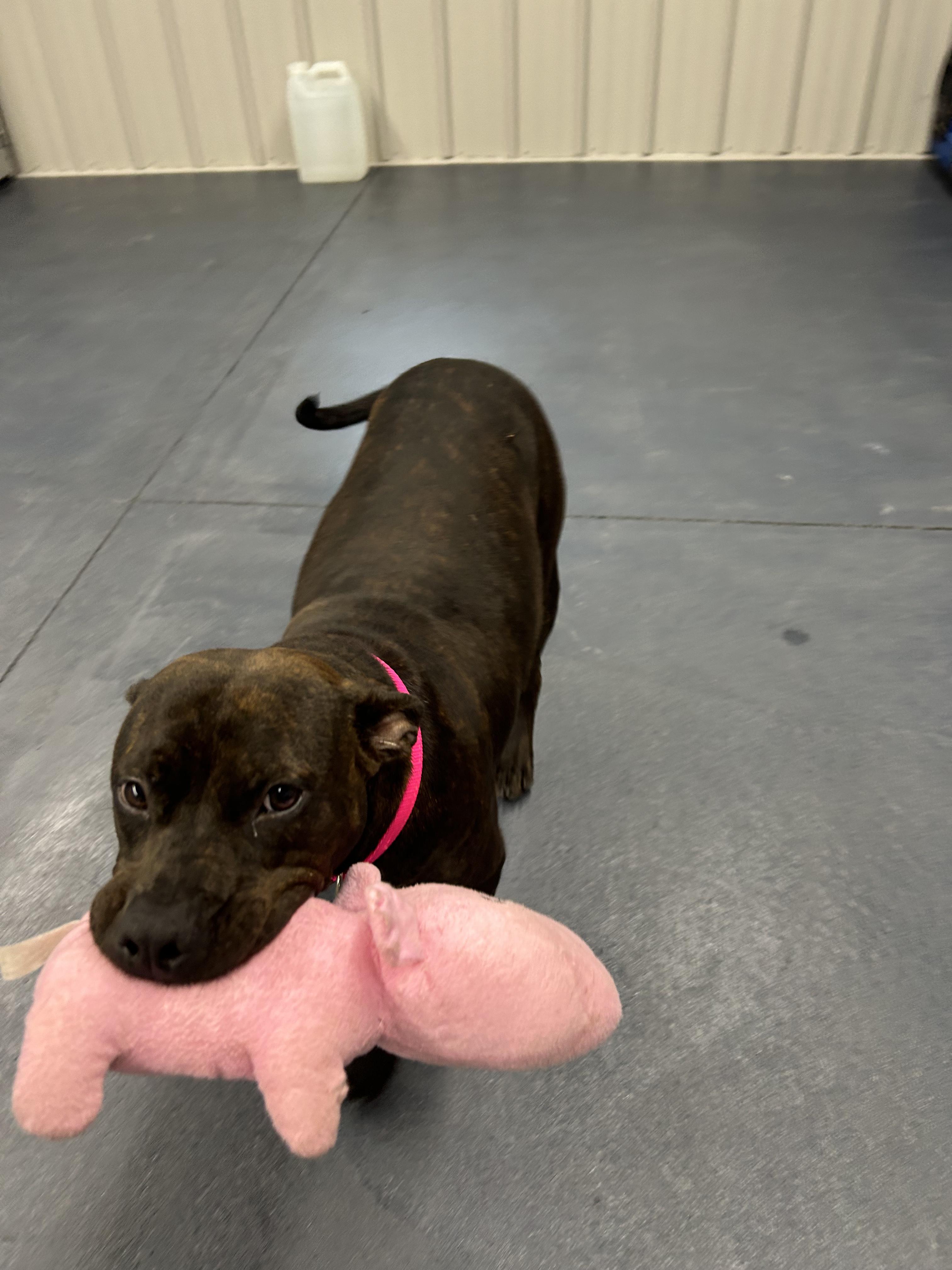 Dolly, a Adoptable mixed breed in Moravia, NY image 2/2