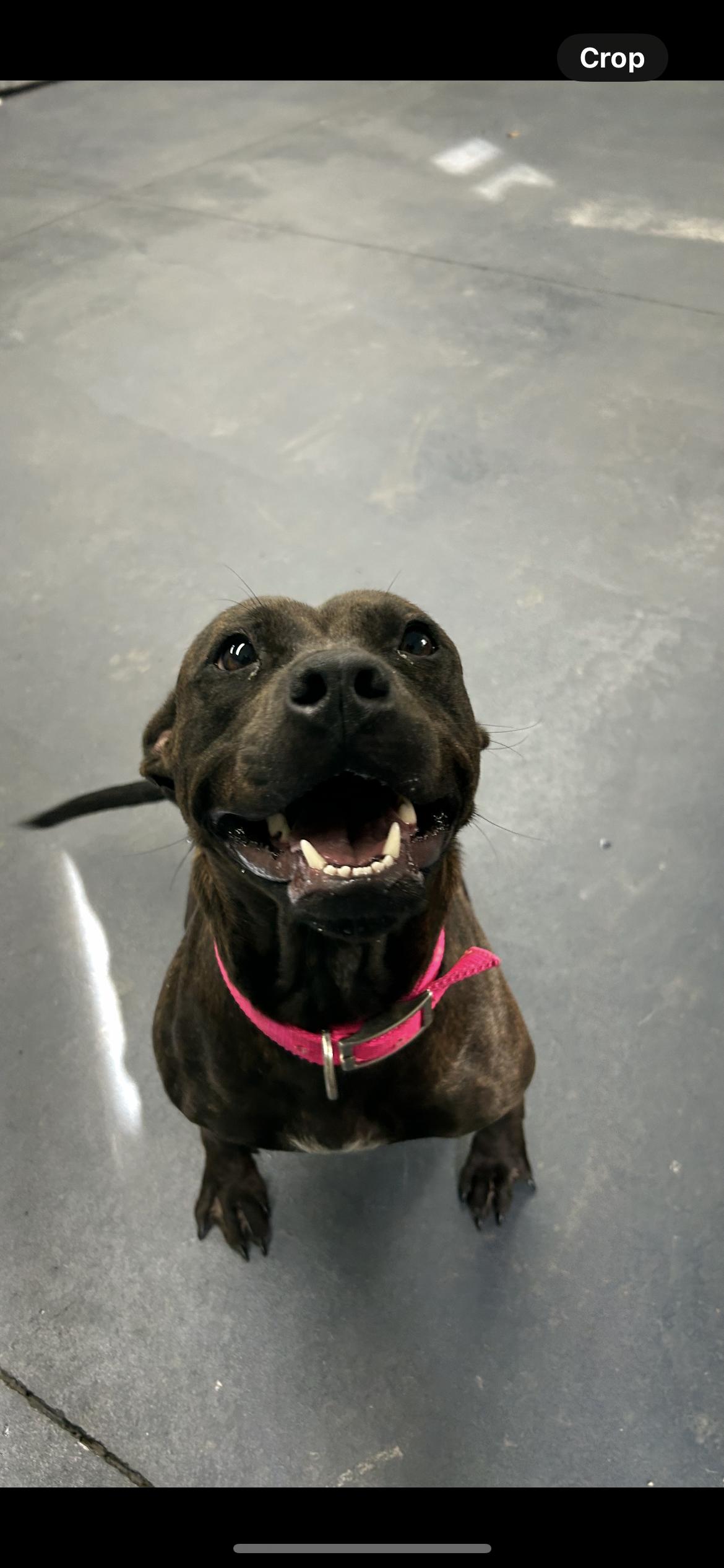 Dolly, a Adoptable mixed breed in Moravia, NY image 1/2