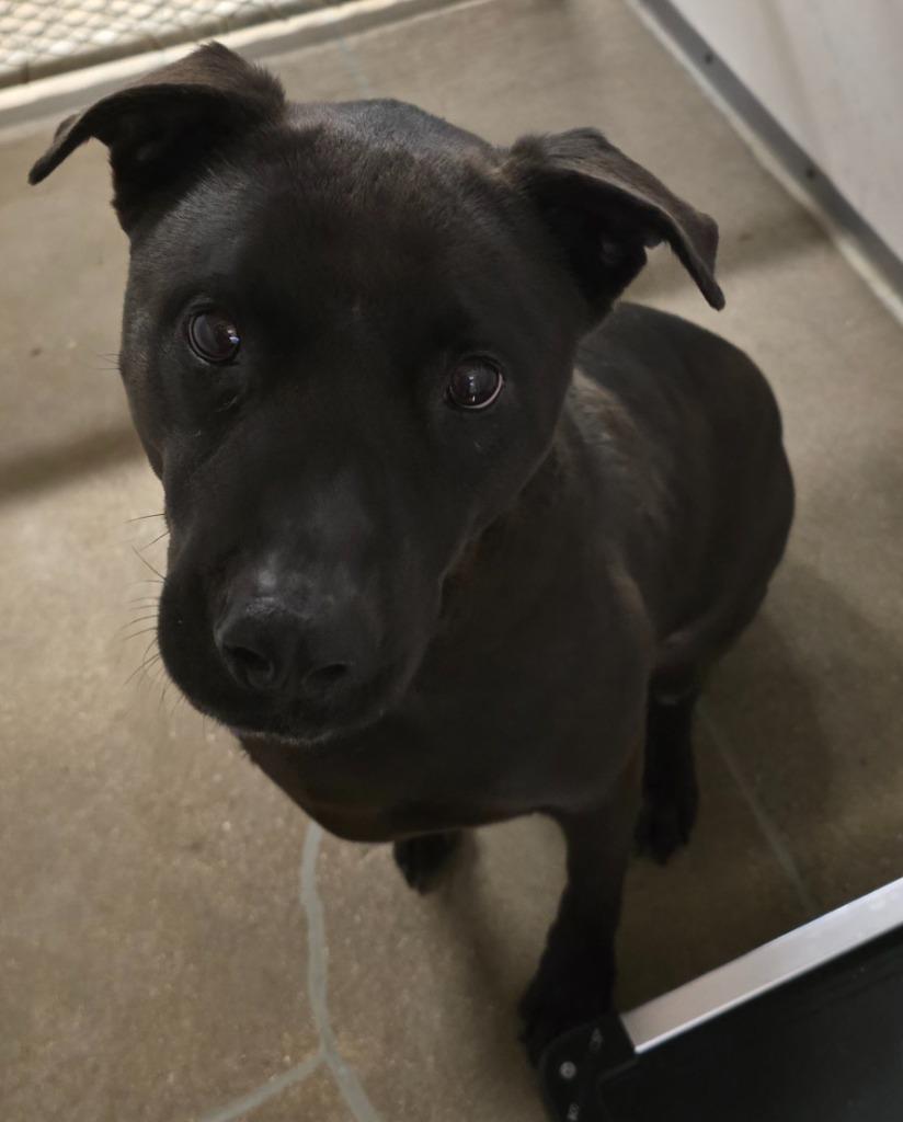 Night**, Adoptable, Adult Male Labrador Retriever & Mixed Breed.