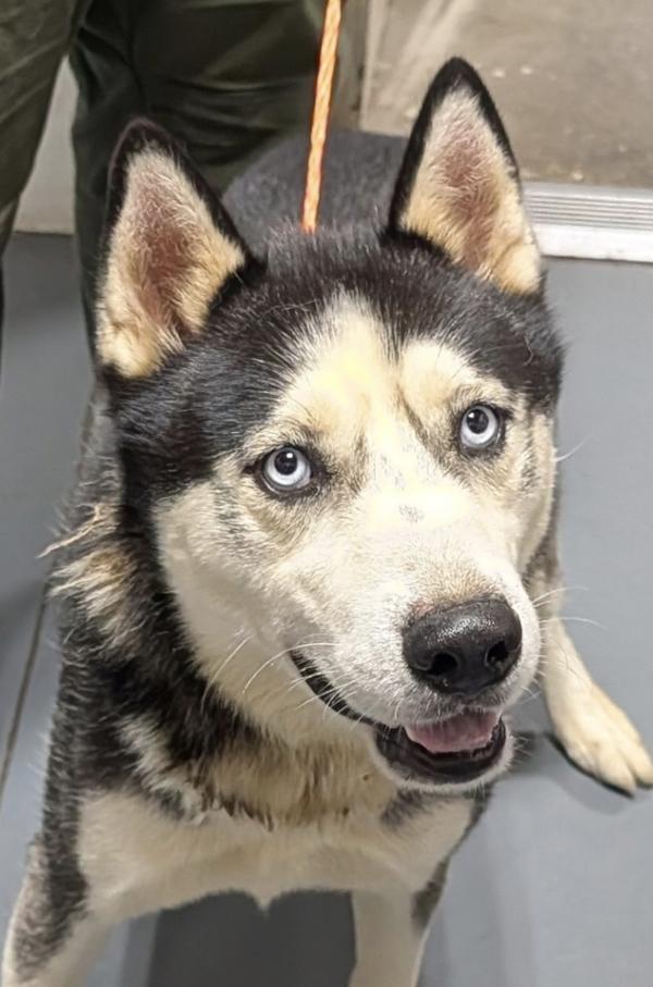 26-09-2599  Gerald, Adoptable, Adult Male Husky.