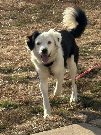 Enlarge Sadie, a Adoptable mixed breed in Chestertown, MD image 3/3