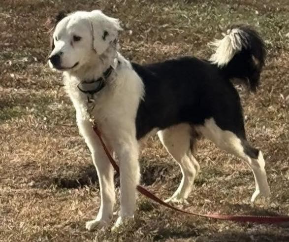 Enlarge Sadie, a Adoptable mixed breed in Chestertown, MD image 1/3