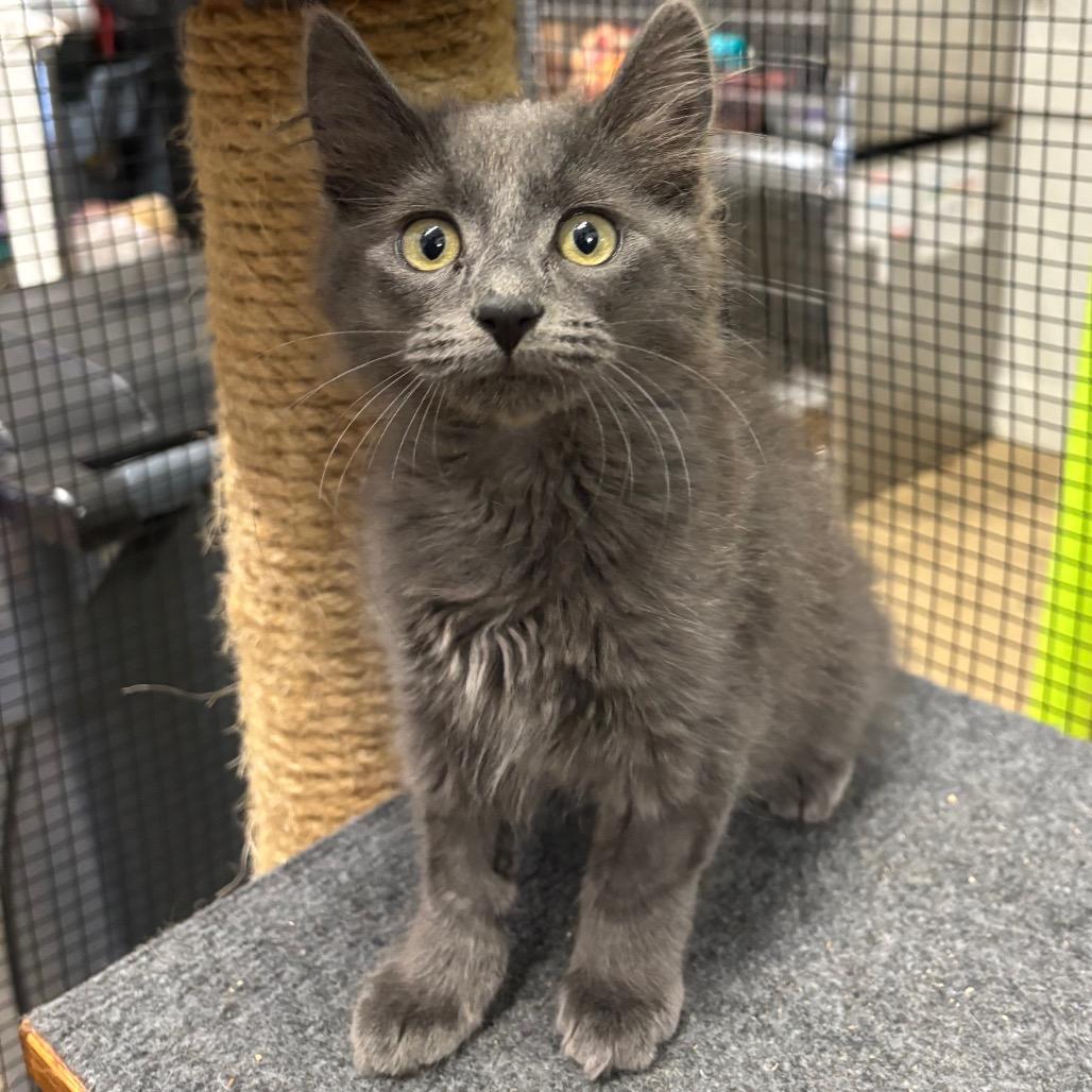 Fern, Adoptable, Kitten Female Domestic Long Hair.