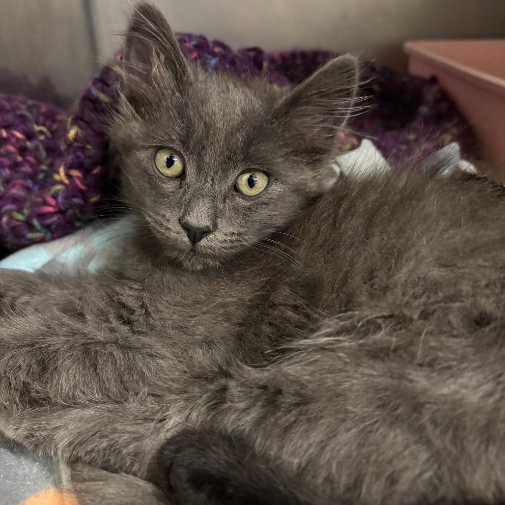 Fern, a Adoptable Domestic Long Hair in Morgan Hill, CA image 2/3