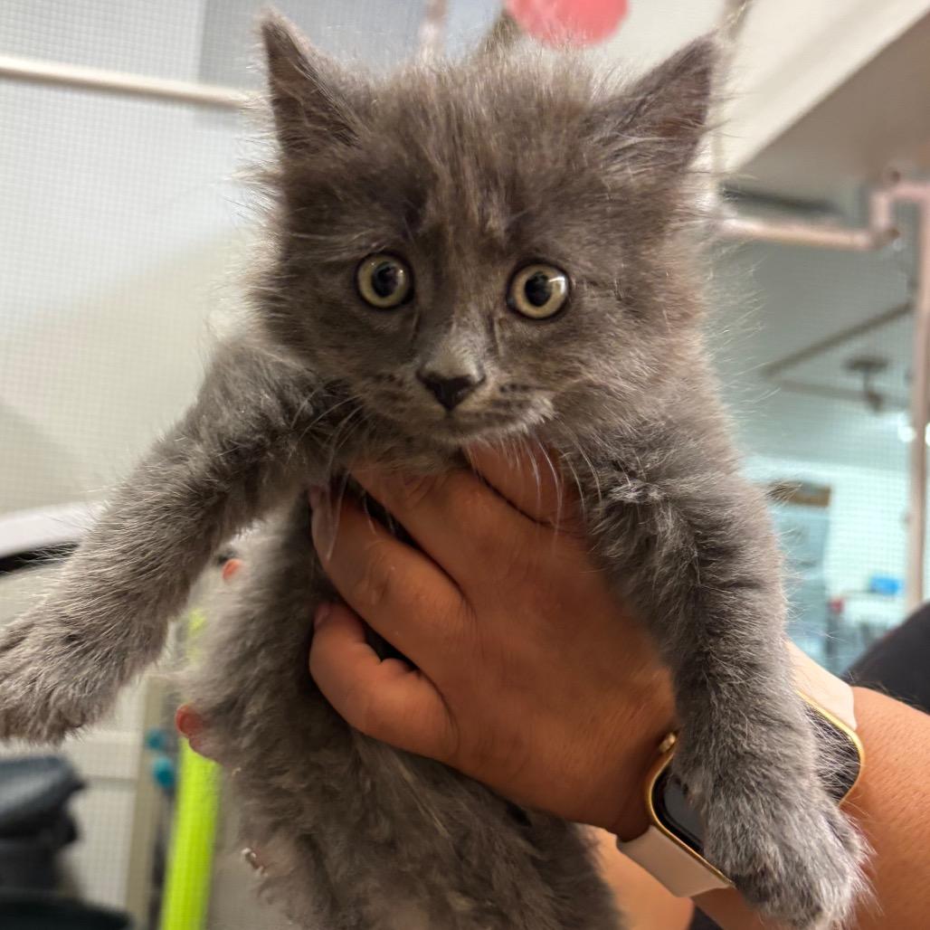 Fern, a Adoptable Domestic Long Hair in Morgan Hill, CA image 3/3