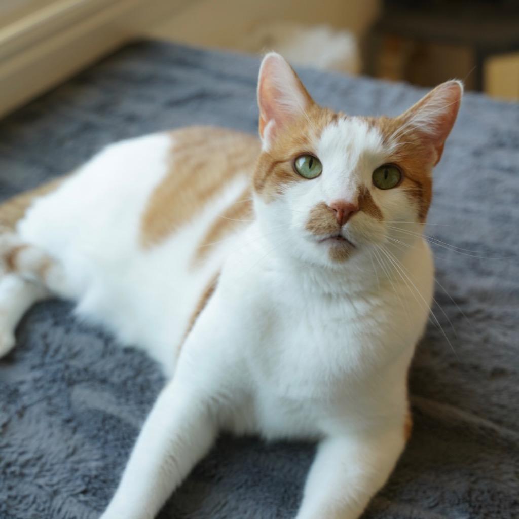 Enlarge Carl, a Adoptable mixed breed in Sandy, UT image 1/2