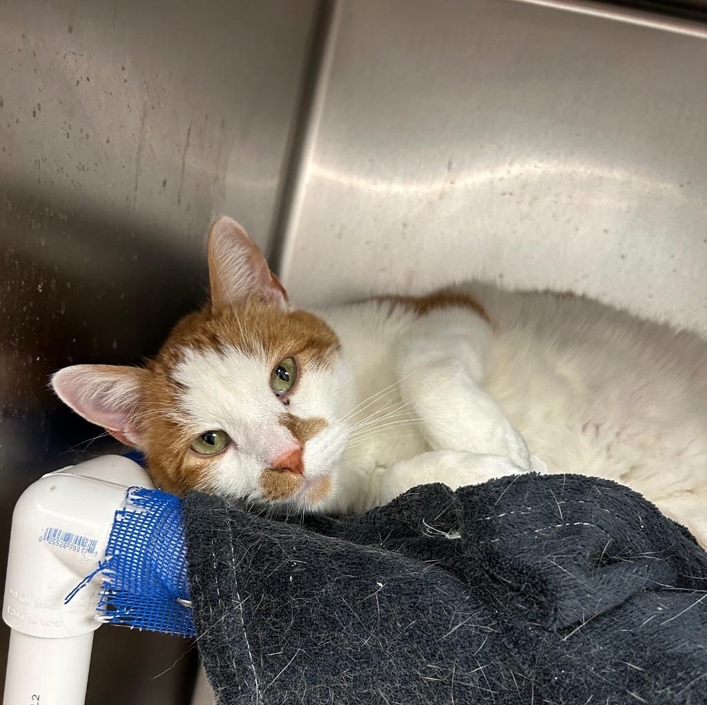 Carl, a Adoptable mixed breed in Sandy, UT image 2/2