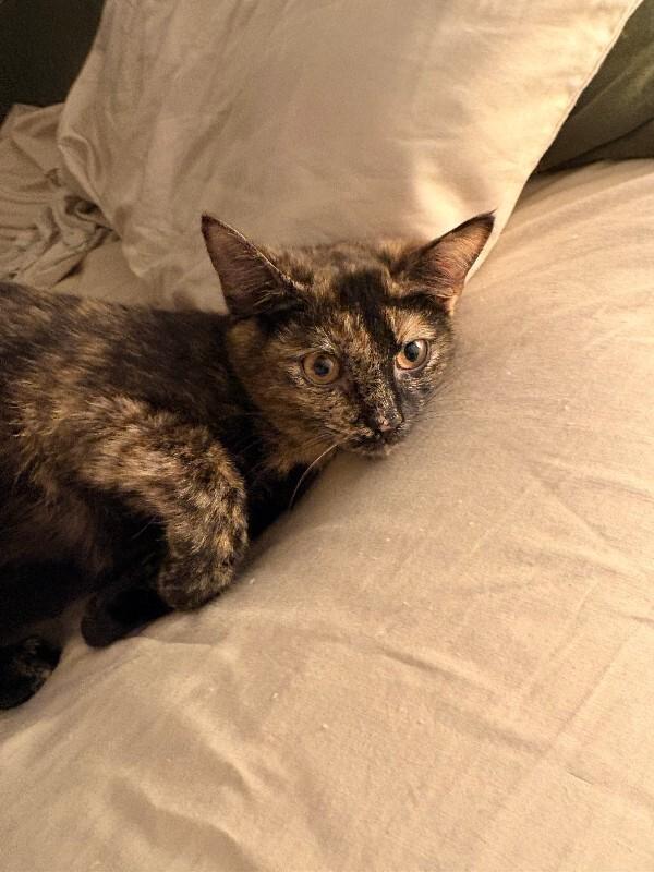Enlarge Mary Jane, a Adoptable Domestic Short Hair in Warren, PA image 2/2