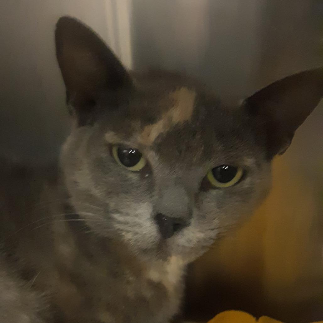 Enlarge Tulle, a Adoptable Domestic Short Hair in Spokane, WA image 1/1