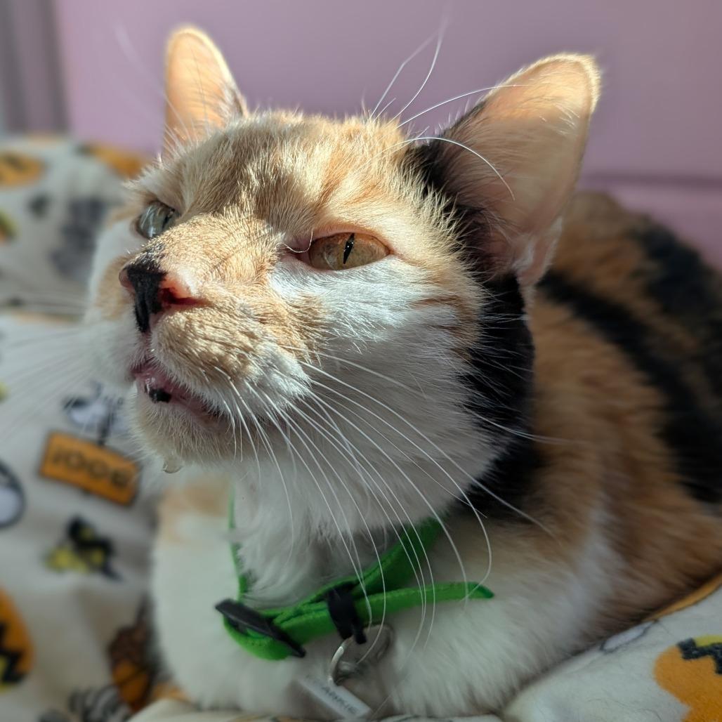 Frankie, Adoptable, Senior Female Domestic Short Hair.