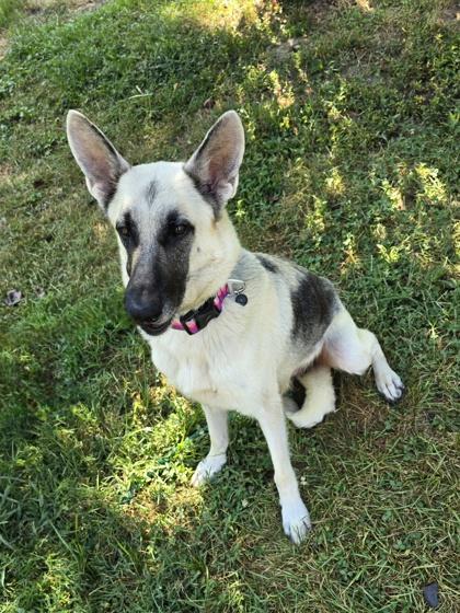Cleo, Adoptable, Adult Female German Shepherd Dog & Mixed Breed.